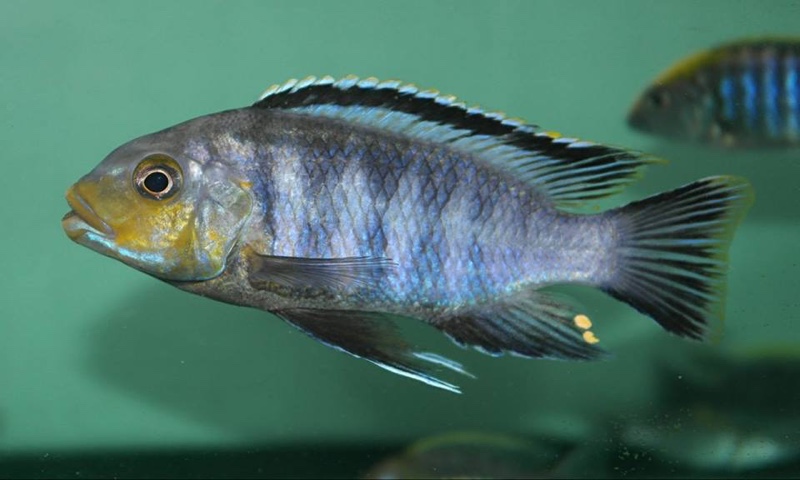 Petrotilapia genalutea 'Makokola Reef'